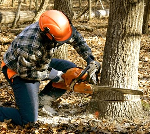 Tree Removal in Flournoy, CA